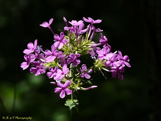 {Phlox amplifolia}